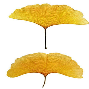 占地银杏树小苗白果苗金叶银杏银杏树苗庭院植物行道绿化苗银杏苗