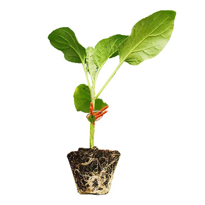 寿光嫁接大龙长茄秧苗带土球黑紫圆茄线茄杭茄白茄子种子抗病高产
