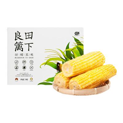 良田篱下东北甜糯玉米非转基因