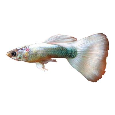 象牙白孔雀鱼好养耐活观赏鱼