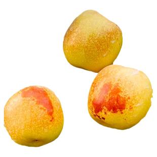 枣树活苗果树南方北方带土球种植嫁接冰糖枣特大超甜沾化冬枣苗树