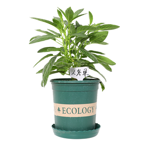 人参果树苗人参树果苗人生果苗小苗种子四季盆栽观赏带土苗孑秧苗