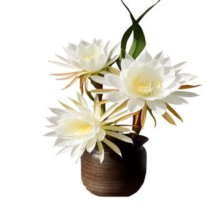 小叶昙花盆栽带花苞鲜花花卉植物阳台室内花苗好养活四季耐阴绿植