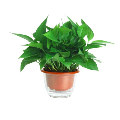 大叶绿萝盆栽室内办公室长藤垂吊