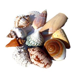 贝壳海螺海星套餐鱼缸水族箱地台橱窗造景摆件儿童玩具生日小礼物