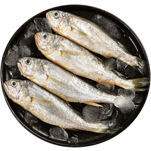 舟山流网小黄鱼新鲜液氮冷冻黄花鱼野生海鱼海鲜鲜活水产 3斤起拍