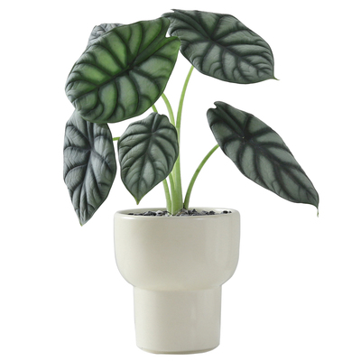 北欧ins风网红白犀牛竹芋室内