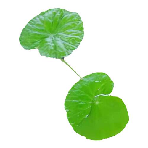 淡水鱼缸养ada香香草浮萍绿植吊漂浮水下爬行水面水草水上植物