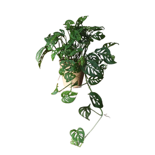 GIFTS | 礼物系列 攀藤品种 尖叶孔洞芋 多孔仙洞龟背竹