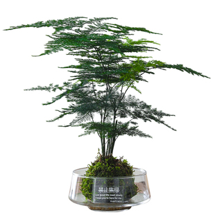 文竹盆栽室内绿植懒人好养净化空气植物办公室内工位桌面花卉盆景