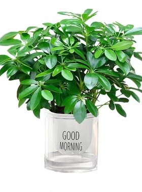 好养四季常青八方来财鸭脚木室内绿植盆栽花卉发财树招财树好养客