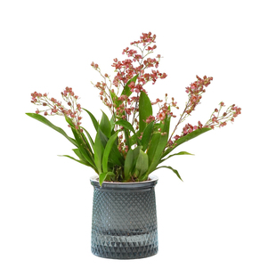 满堂红多色文心兰梦香文心兰清仓客厅桌面开花植物精品过年高级