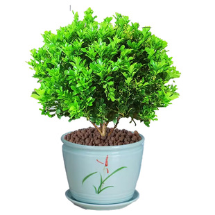 香水米兰花盆栽花卉植物室内四季开花带花苞浓香好养老桩盆景绿植