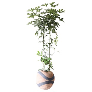 鸭脚木花叶绿叶水培带根植物侘寂风耐荫四季桌面水养旺宅客厅绿植