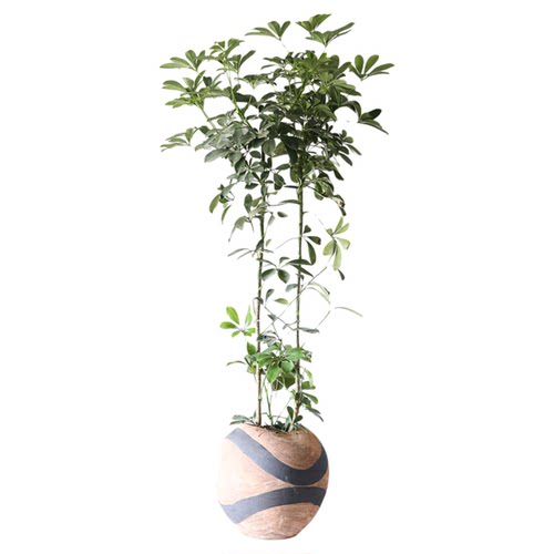 鸭脚木花叶绿叶水培带根植物侘寂风耐荫四季桌面水养旺宅客厅绿植