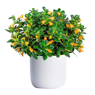 新品金鱼吊兰盆栽带花苞室内阳台秋冬好养活四季耐寒开花卉绿植物