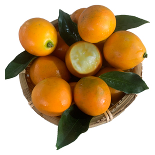 广西特产融安金桔精选果王滑皮新鲜水果5斤顺丰礼盒包邮现摘现发