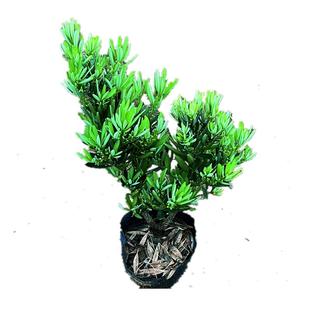 小绿植菊花心室外盆景四季好养迷你桌面植物盆栽小叶老桩办公室