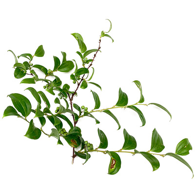 药饮兼用的苦丁茶毛冬青树苗