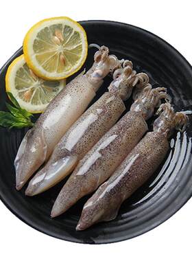 新鲜冷冻整箱海兔子小鱿鱼笔管鱼