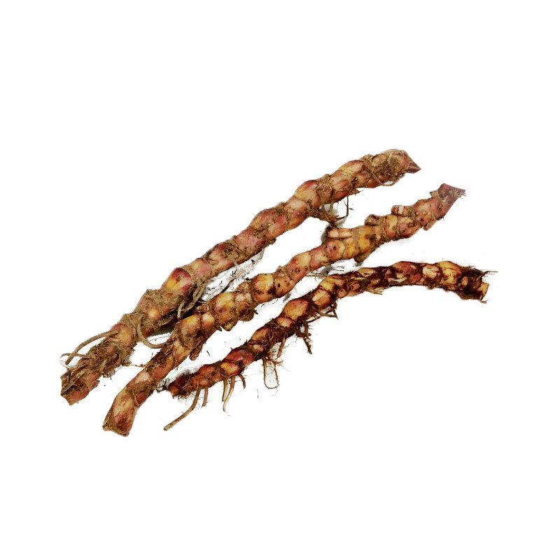 贵州三奈嫩芽根山奈五香草根茴香菖蒲随手香盆景盆栽根芽净化空气