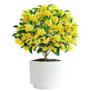 金桂花树苗丹桂四季盆景栽浓香型室内桌面绿植物可食用干花卉好养