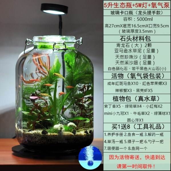 定制生态瓶 自循环微景观玻璃容器生态瓶观赏鱼微观生态瓶小鱼免
