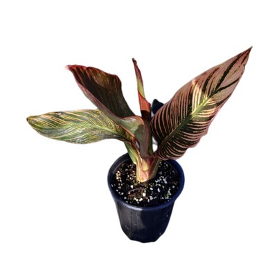 进口矮生美人蕉热带玫瑰太平洋