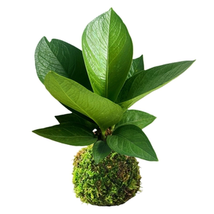 聚宝盆绿植盆栽苔藓球植物好养托盘室内办公桌面四季常青净化空气