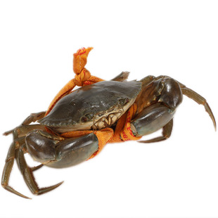 正宗三门青蟹鲜活特超大螃蟹水产鲜活海鲜公母搭配红膏蟹肉蟹礼盒
