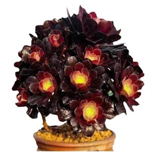 法师多肉美杜莎粉女巫倾城维纳斯烟花缀化超白铜壶锦植物老苗盆栽