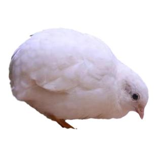 网红芦丁鸡宠物鸡活物全色系迷你宠物可繁殖孵化幼鸡青年成年母鸡