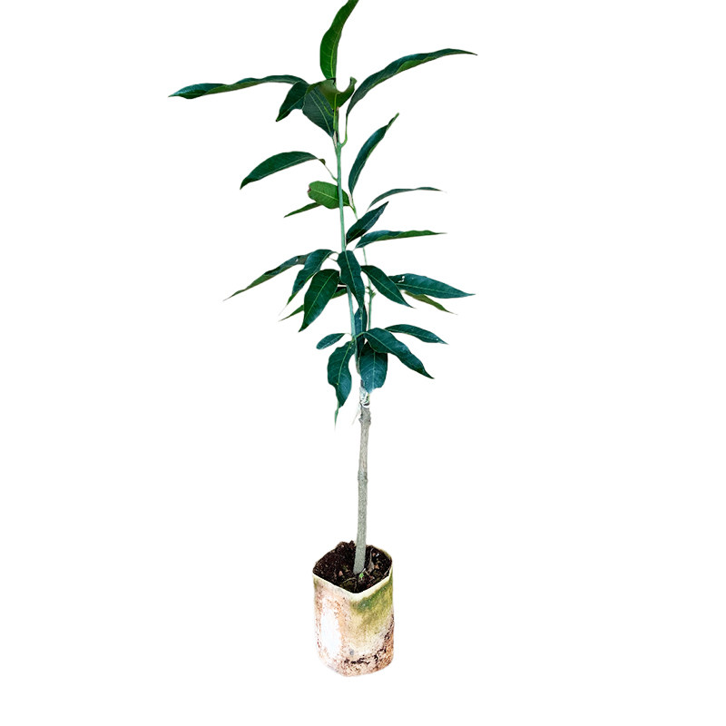 土包邮有营养芒果苗金煌香台