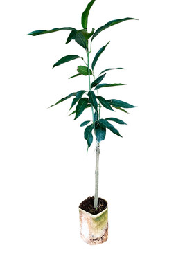 土包邮有营养芒果苗金煌香台