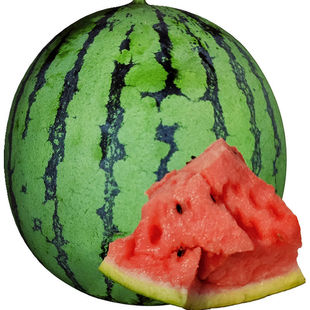 大果早佳8424麒麟西瓜种籽高糖14度春四季播种子甜王西瓜种子苗孑