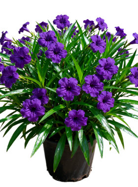 【四季开】翠芦莉盆栽蓝花草阳台庭院多年生耐热耐旱绿植花卉大苗