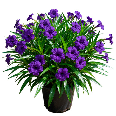 【四季开】翠芦莉盆栽蓝花草阳台庭院多年生耐热耐旱绿植花卉大苗