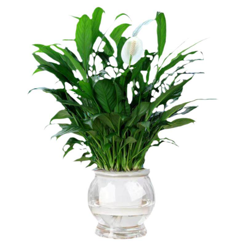 【包养活】白掌一帆风顺室内花卉绿植水培红掌盆栽植物净化空气