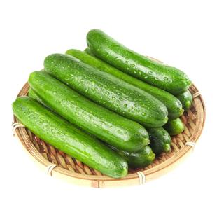 水果青瓜新鲜小黄瓜沙拉西餐食材脆嫩荷兰小青瓜沙拉食材沙拉蔬菜