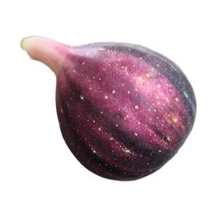 BNR彩虹无花果裸根无花果苗果树苗优良品种观赏盆栽