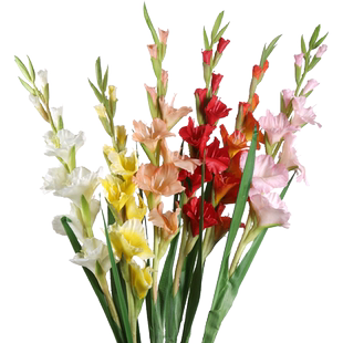 仿真剑兰软胶假花束餐桌茶几绢花艺落地花瓶插花卉客厅紫色装饰品