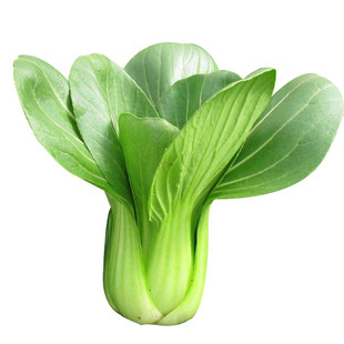 华冠青梗菜种子罐装鸡毛菜种子 早熟耐热耐寒蔬菜种籽禾之元种业