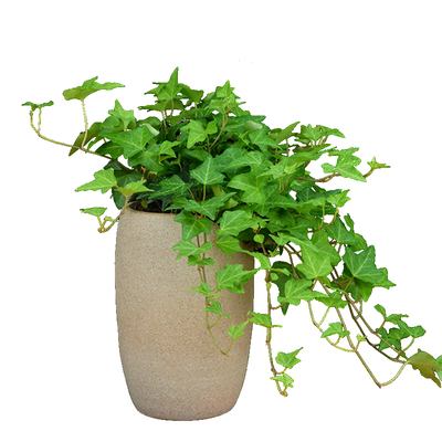 常春藤盆栽万年青植物客厅无