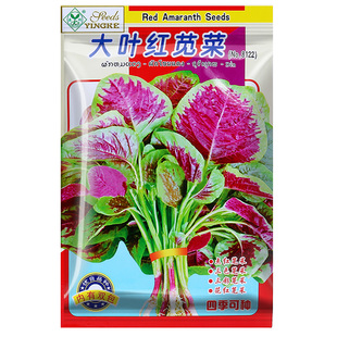 四季大叶圆叶鲜嫩花红苋菜种子白苋菜种籽寒菜红菜三色苋旱菜种子