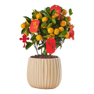 金桔树盆栽四季带果可食用年宵小橘子树客厅室内好养花卉绿植盆景