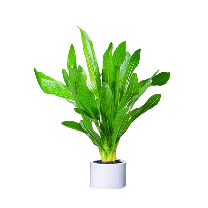 大叶绿九冠皇冠草鱼缸造景水草植物真阴性后景带底座好养活新手