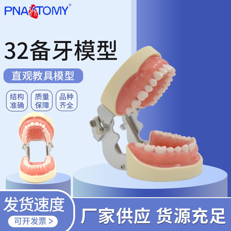供应32备牙模型 练习模型可拆卸软牙龈牙科教学模型牙齿模型