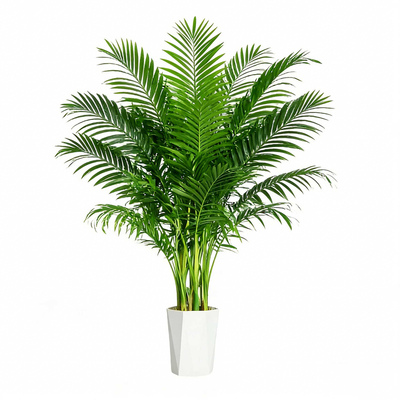 富贵椰子北欧风绿植客厅办公室