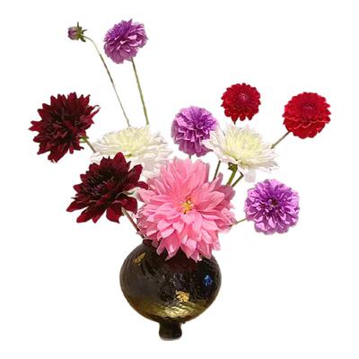 牛奶咖啡大丽花鲜切花云南直发