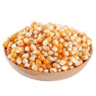 2025新东北非转基因爆米花专用玉米大粒球形自制老式家苞真空包装